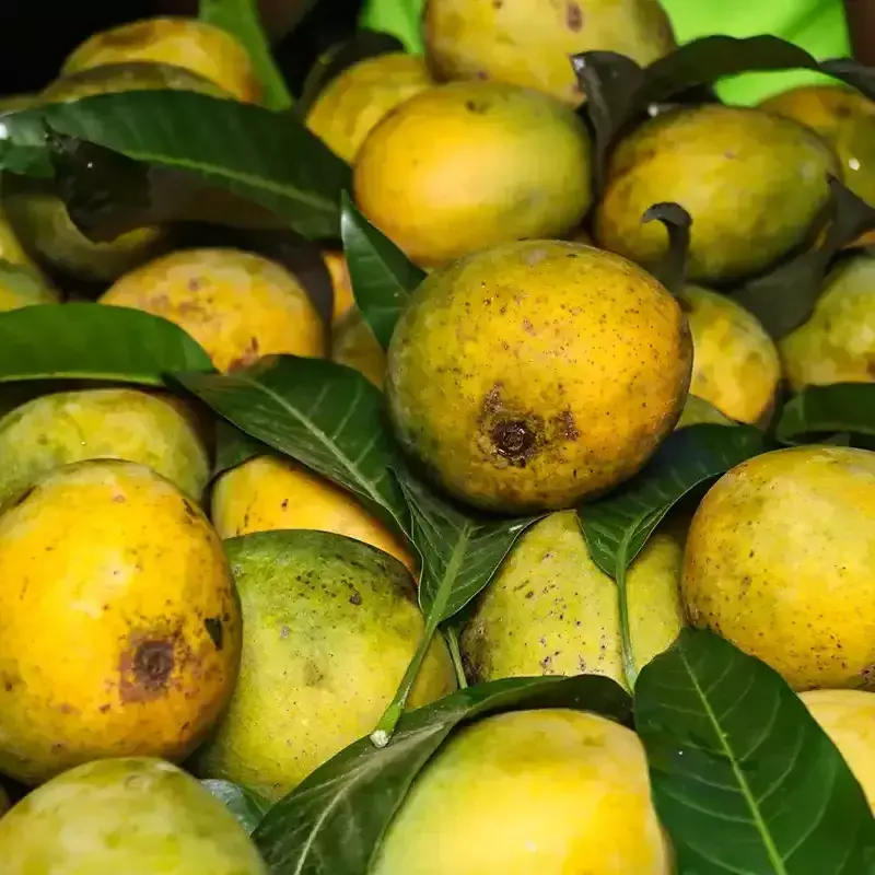 Mango Image 1