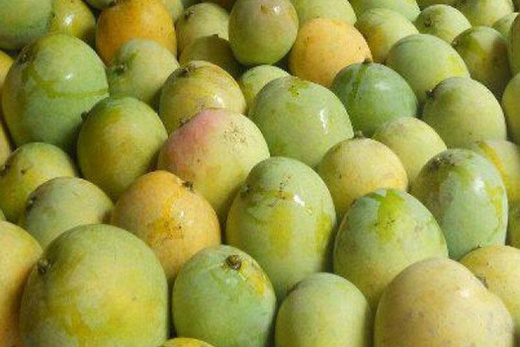 হিমসাগর আম